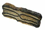 Mammoth Molar Slice With Case - South Carolina #106473-2